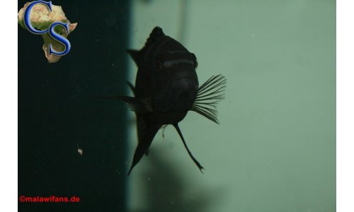 Pseudotropheus crabro